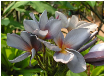 (image for) Plumeria Rubra 'Indonesian Violet' 6 Seeds - Click Image to Close